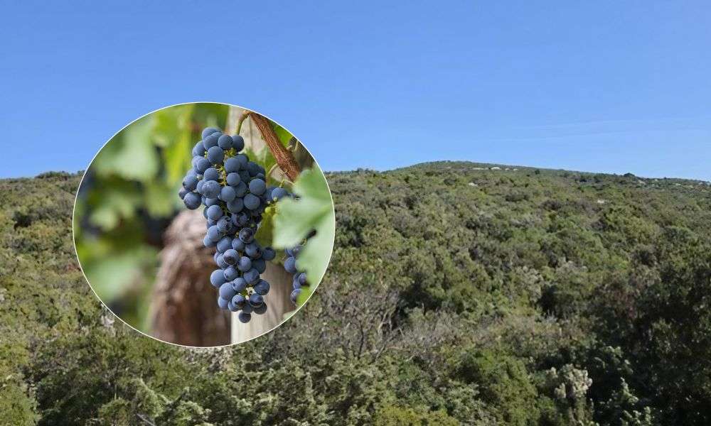 Od kamenjara do vinograda: Pašman pokreće projekt koji bi mogao promijeniti gospodarsku sliku otoka