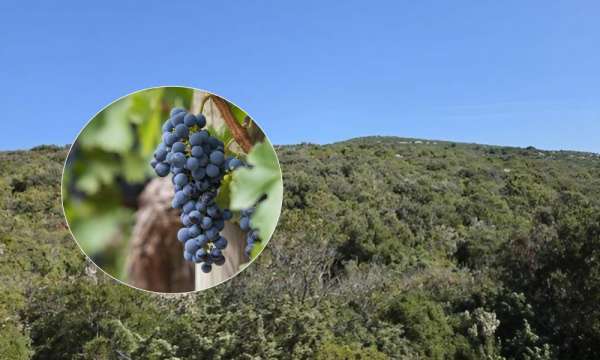 Od kamenjara do vinograda: Pašman pokreće projekt koji bi mogao promijeniti gospodarsku sliku otoka