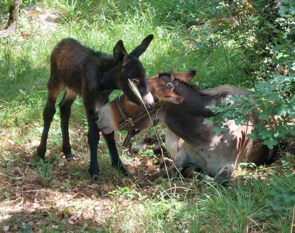 U Obrovcu rođeno novo pule: Uspješan projekt spašavanja primorsko-dinarskog magarca nastavlja se dalje