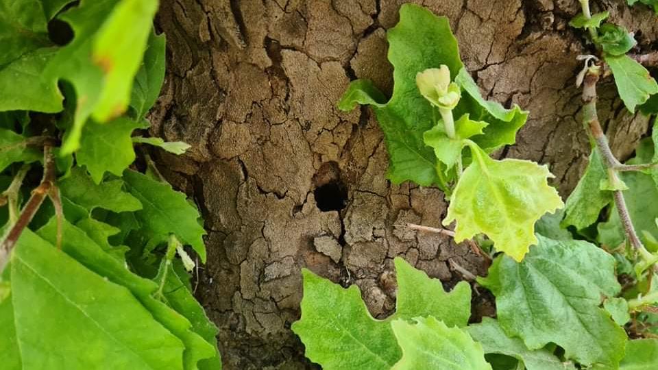 RUBEŠA PITA: TKO TRUJE STABLA? Platane kod "zgrade Pegla" na udaru vandala