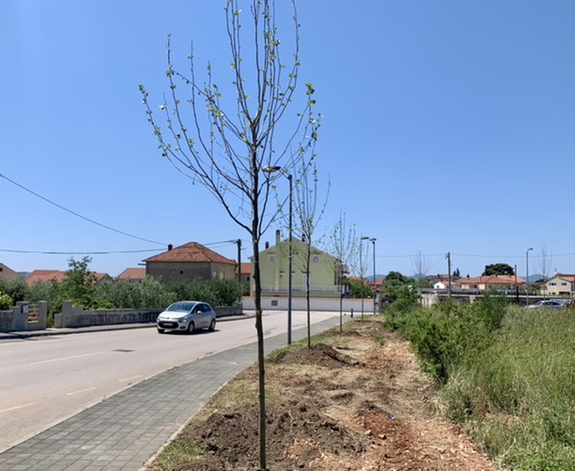 GROW GREEN Na Crvenim kućama zasađena 33 stabla platane