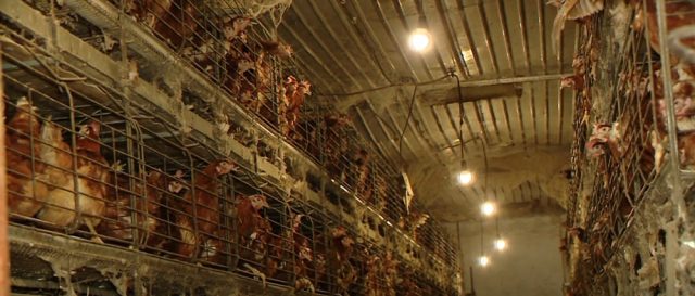 Farma Simun_izvor-Nova TV-1