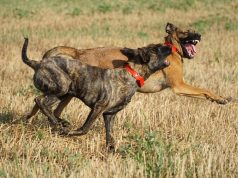 PSI NAPALI MUŠKARCA (65) Kazneno prijavljen vlasnik