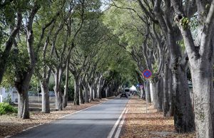 GRADONAČELNIK ERLIĆ Nijedno stablo u Ulici Put Dikla neće se srušiti, sadit će se i nova!